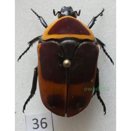 Pachnoda marginata peregrina Kolbe, 1906 ex. ovo Czad36